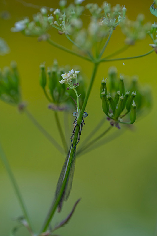 In the world of Damselflies - Best Pictures 2020