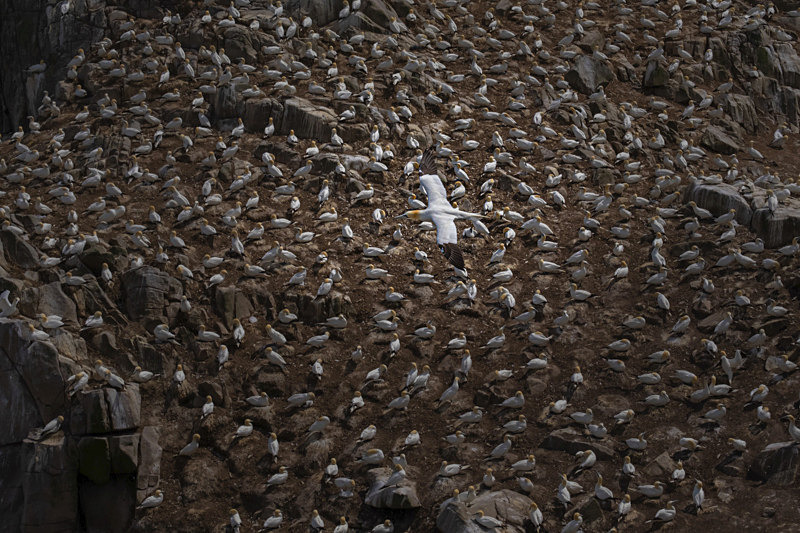 Colony of Gannets at Saltee Island, County Wexford, Ireland. - Awarded & Published Pictures 2022