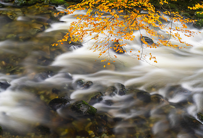River Shimna at Tollymore Forest Park, Northern Ireland. - Pictures out of this world