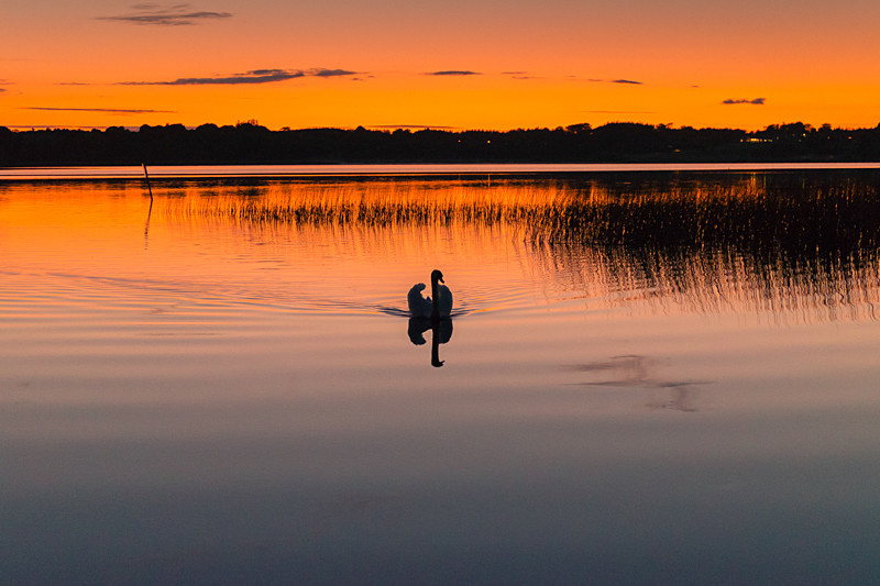 Swan at Portaneena - Athlone
