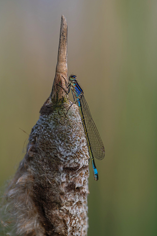 In the world of Damselflies - Best Pictures 2020