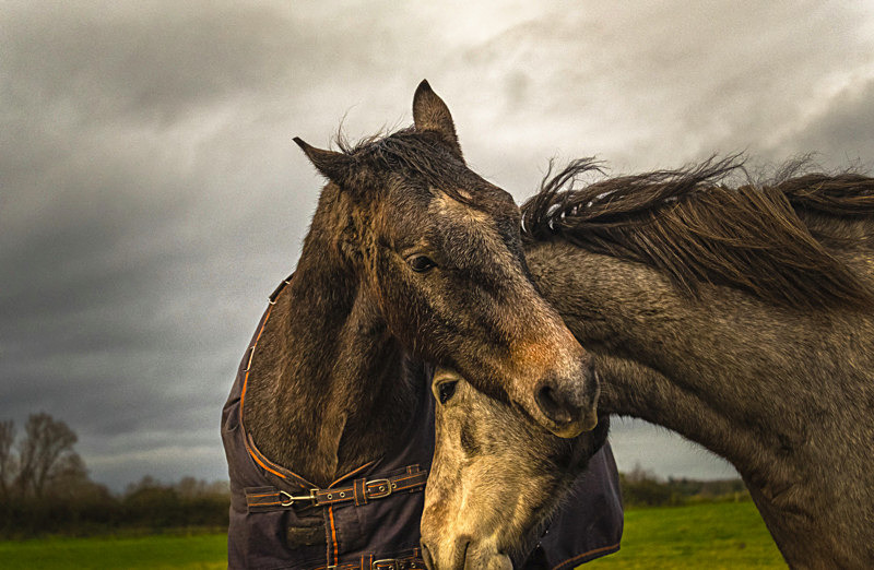 Into the World of Horses - Into the world of Horses