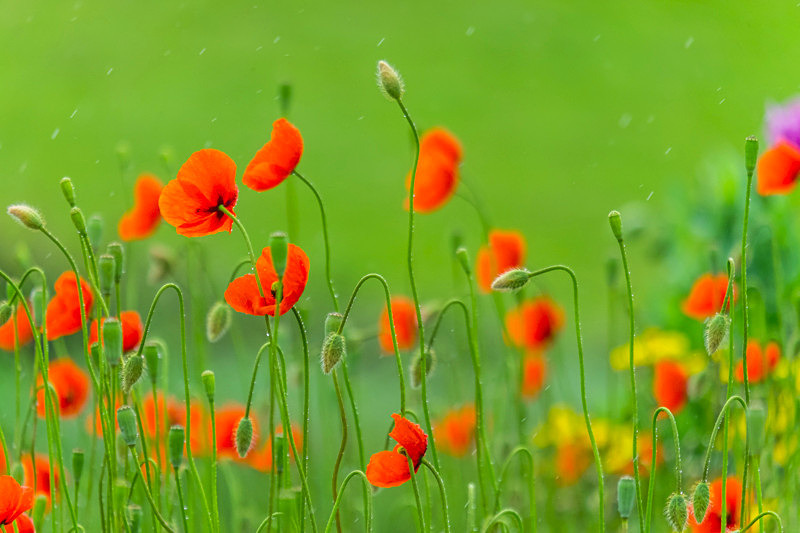 Dancing of Poppies, Ireland. - Awarded & Published Pictures 2021