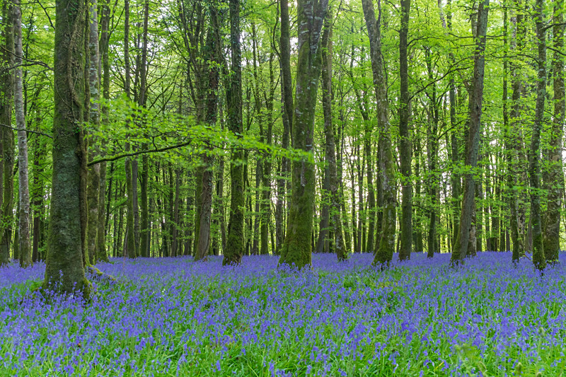 Dereen Woods in County Roscommon in Ireland - Nature