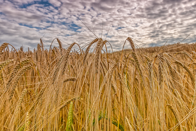 Harvest - Hook Peninsula
