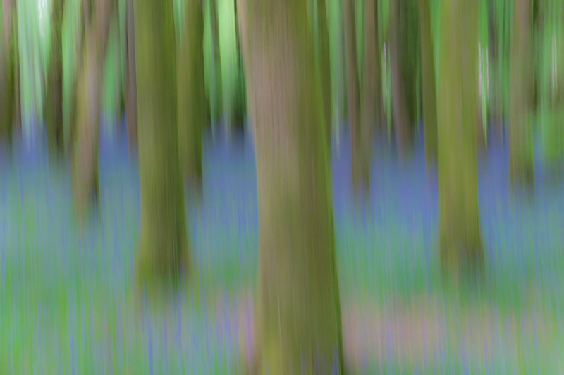 Intentional Camera Movement at Dereen Woods in County Roscommon - Nature