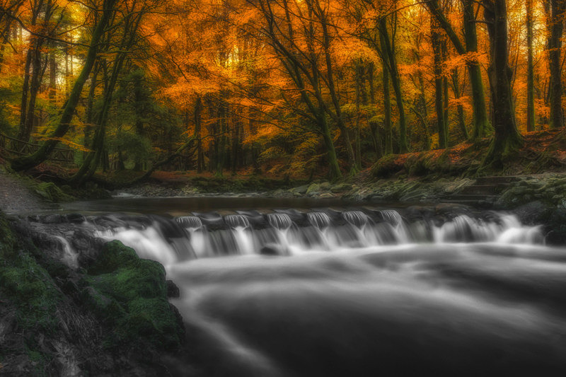 Autumn at Tollymore Forest Park, Northern Ireland. - Pictures out of this world