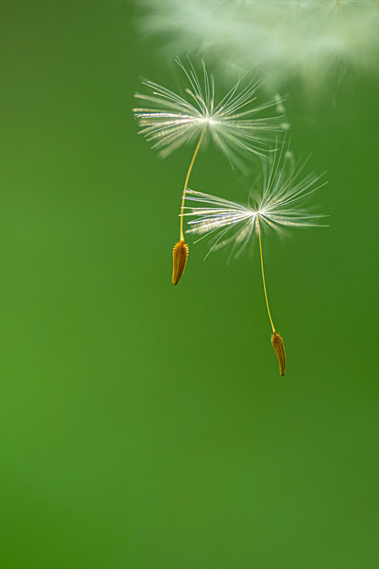 Dandelion Seeds - Best Pictures 2020