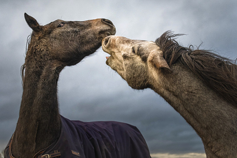 Into the World of Horses - Into the world of Horses