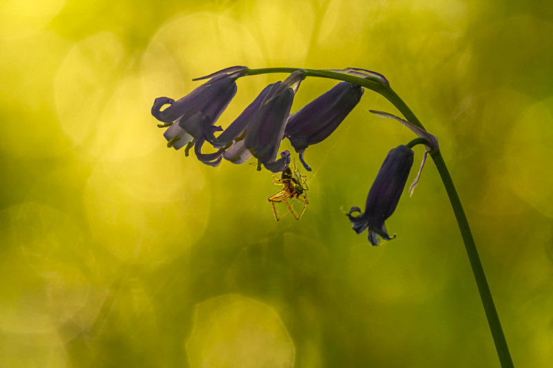 In the world of Spiders - Awarded Pictures 2020