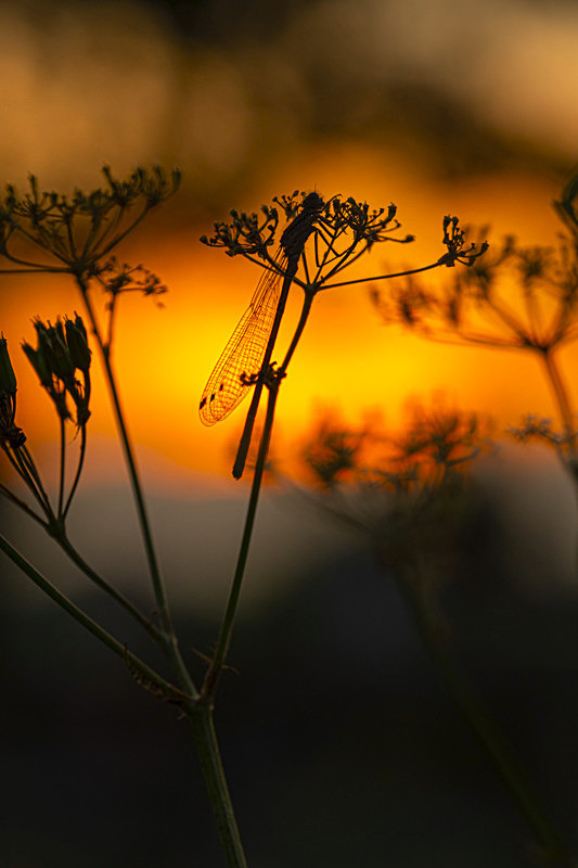 In the world of Damselflies - Best Pictures 2020