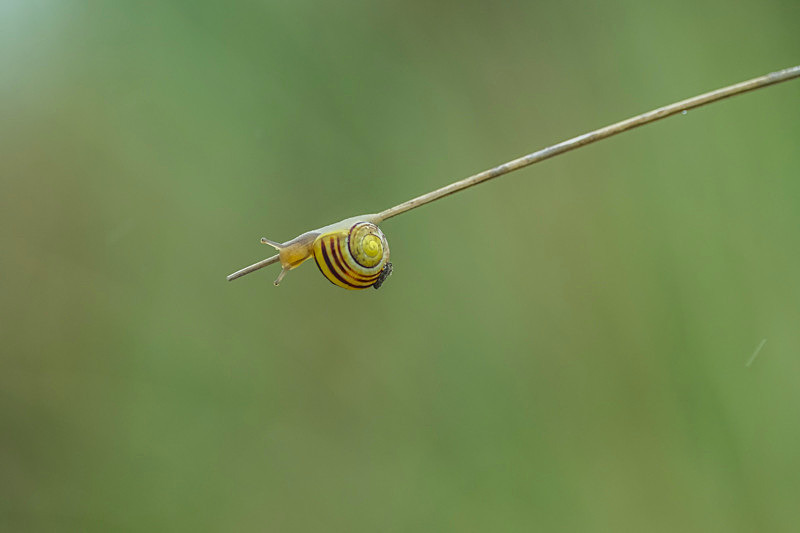 Snail - Awarded Pictures 2020