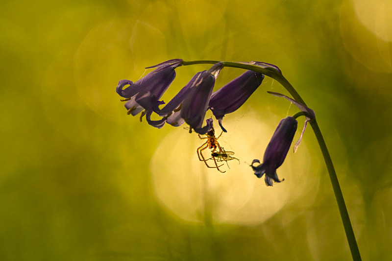 In the world of Spiders - Awarded & Published Pictures 2021