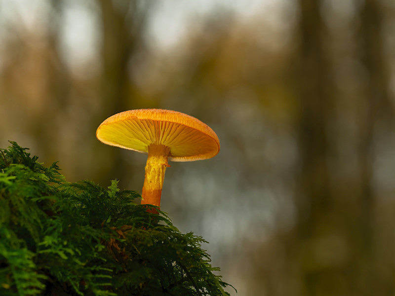 Fungi in the Forest, Ireland. - Awarded & Published Pictures 2021