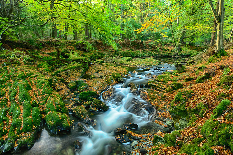 Tollymore Forest Park - Northern Ireland