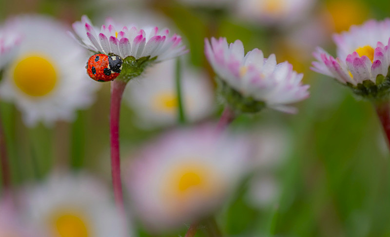 In the world  of Ladybirds - In the World  of Ladybirds