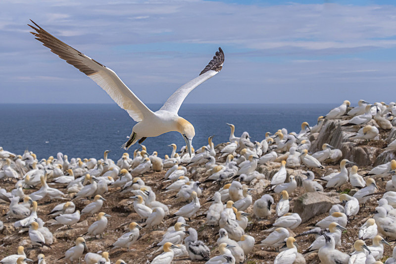 Gannets at Saltee Island, County Wexford, Ireland. - Awarded & Published Pictures 2021