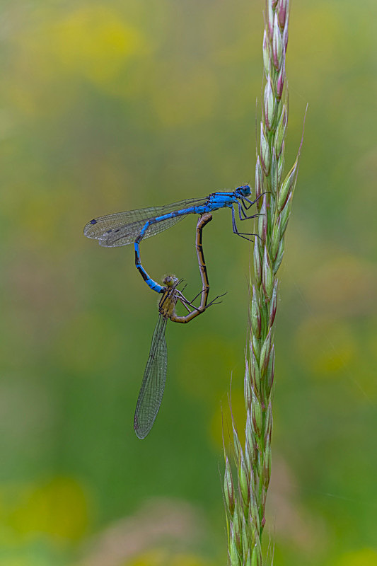 Into the worls of Damselflies, Ireland. - Awarded & Published Pictures 2021