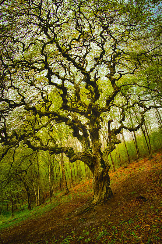 Kitschy Hornbeam, Turia, Bulgaria. - Awarded & Published Pictures 2022