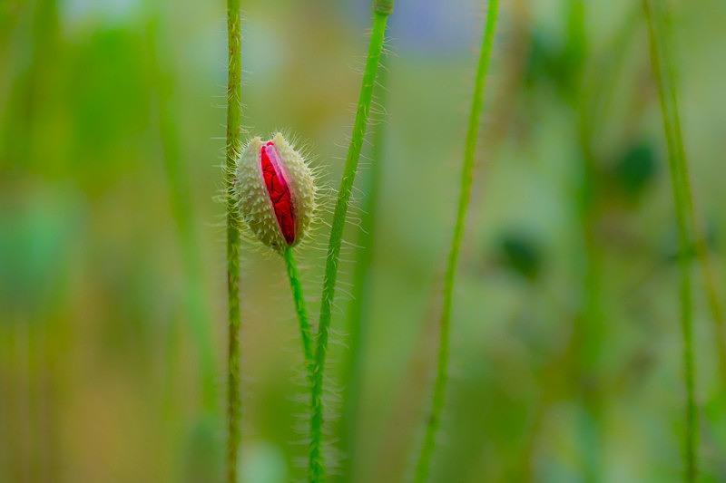 Flower - Flowers