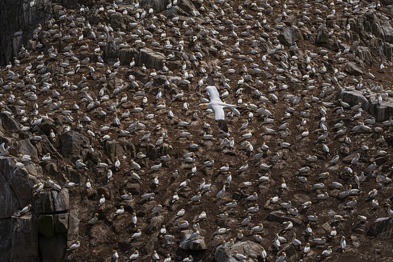 Into the world of Gannets, Saltee Island, County Wexford, Ireland. - Awarded & Published Pictures 2021