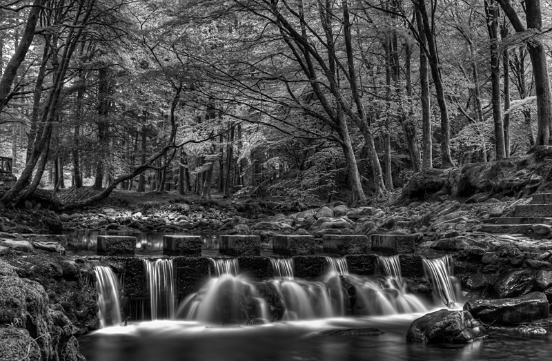 Tollymore Forest Park, Northern Ireland. - Black and White