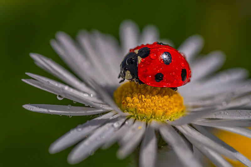 In the world  of Ladybirds - Best Pictures 2020