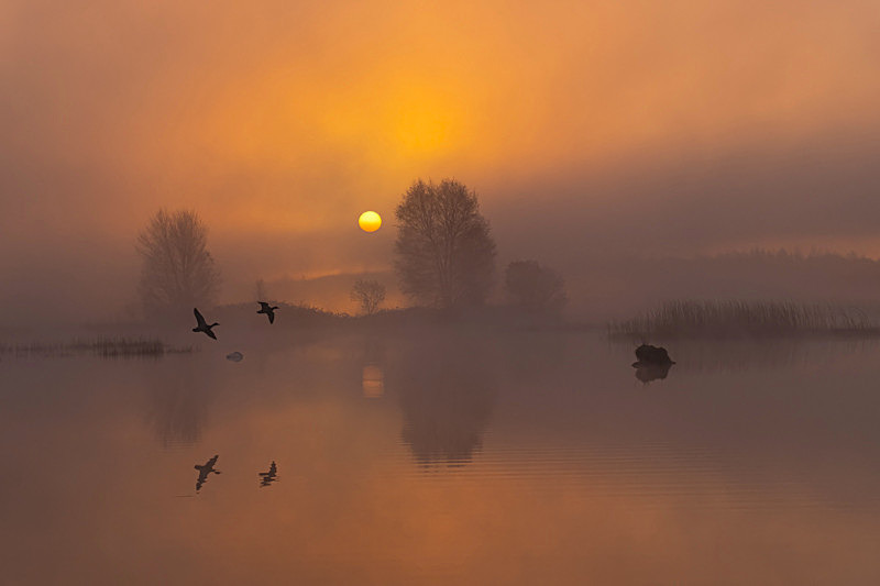 Geeses at Flight at Sunrise, Lough Boora, County Offaly, Ireland. - Pictures out of this world