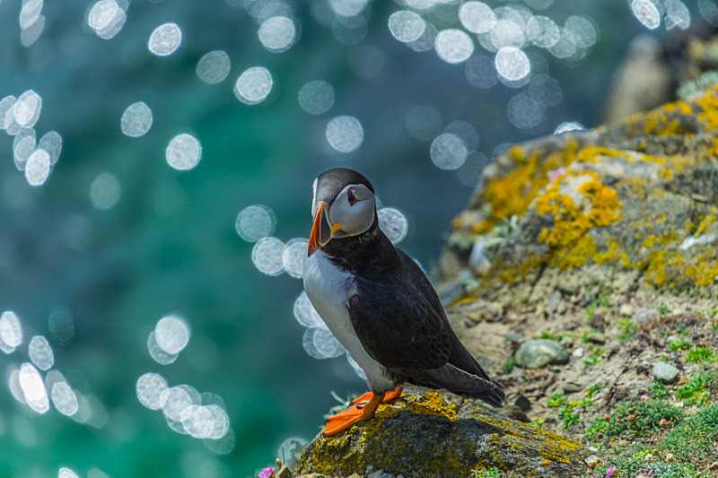 Puffin at Saltee Island, Ireland. - Wildlife