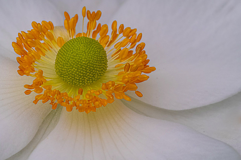 In the world of Flowers - Best Pictures 2020