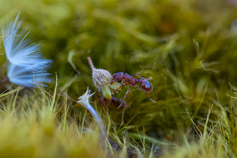 In the world of Ants - Best Pictures 2020