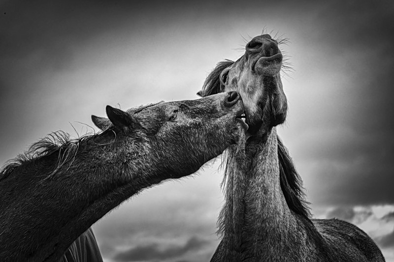 Love, Ireland. - Awarded & Published Pictures 2021