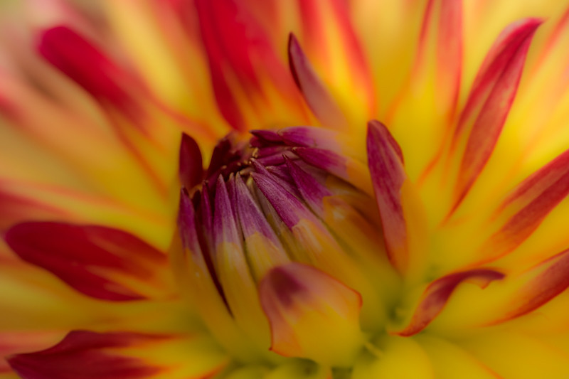 Flower - Flowers
