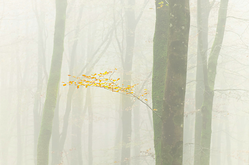 Lost into the Forest - Lost into the Forest