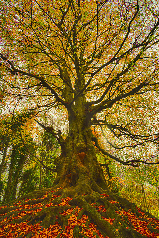 Immortal Giant, Balrath Woods, Co.Meath, Ireland. - Awarded & Published Pictures 2022