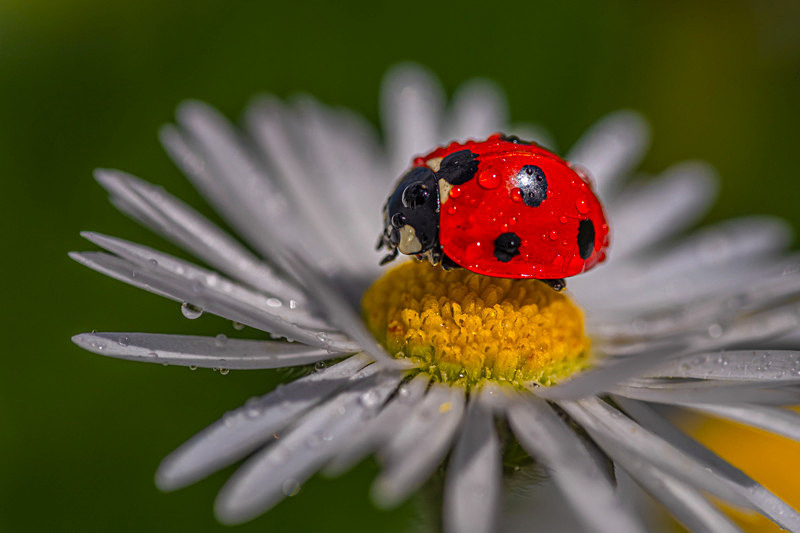 In the world  of Ladybirds - In the World  of Ladybirds
