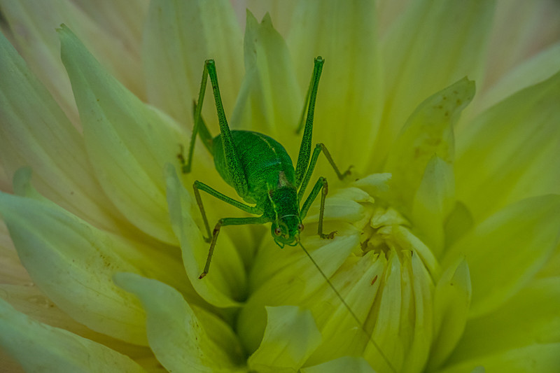 Cricket at Moun at Mount Usher Gardens - Nature