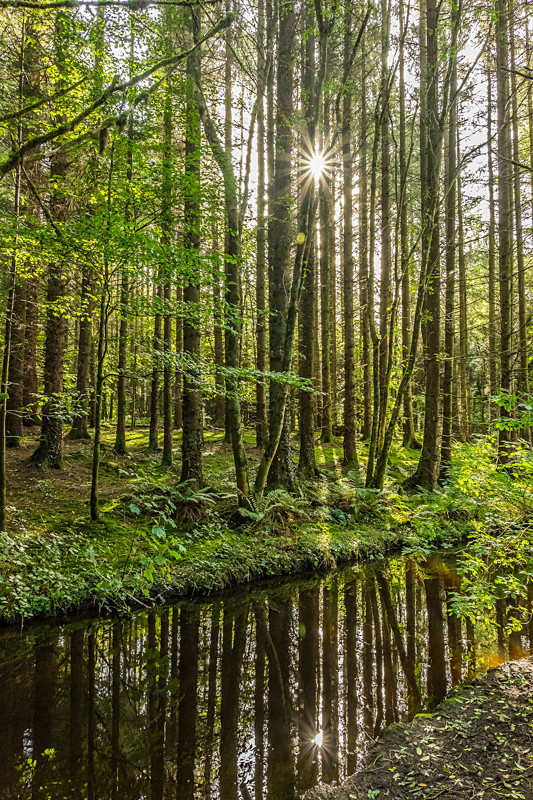 Killykeen Forest Park in County Cavan - All of the Rest Counties