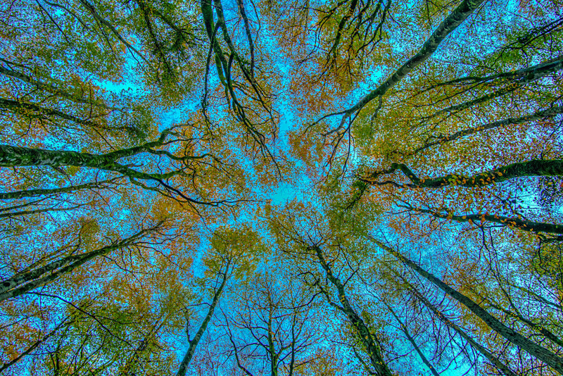 Looking at the sky at Dereen Woods in County Roscommon in Ireland. - Nature
