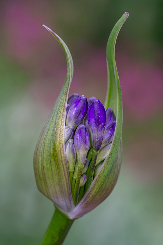 In the world of Flowers - Best Pictures 2020