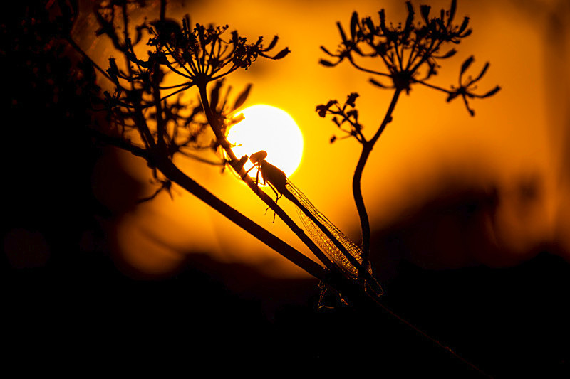 In the world of Dunselflies - Awarded Pictures 2020