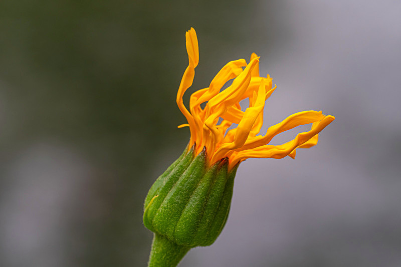 In the world of Flowers - Best Pictures 2020