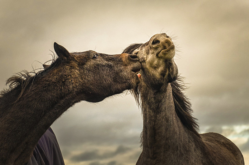 Into the World of Horses - Into the world of Horses