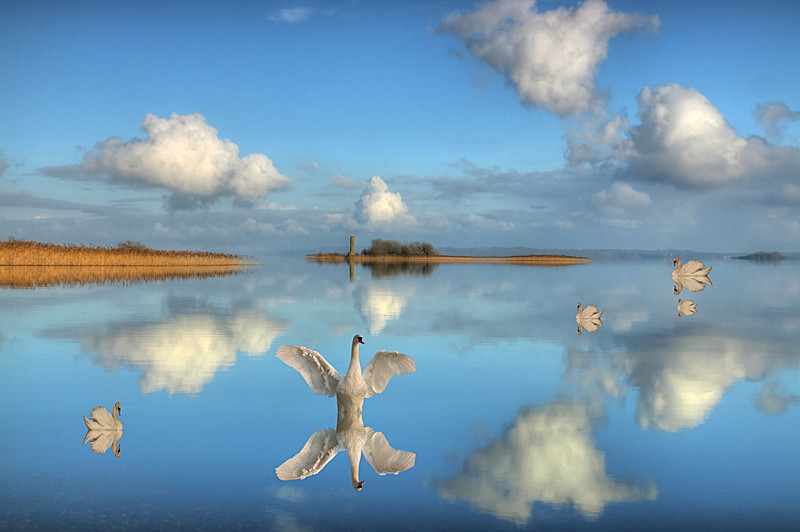 Family Swans at Lough Ree - Athlone