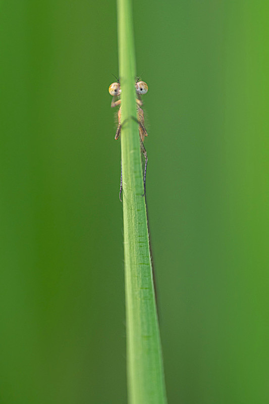 In the world of Damselflies - Best Pictures 2020