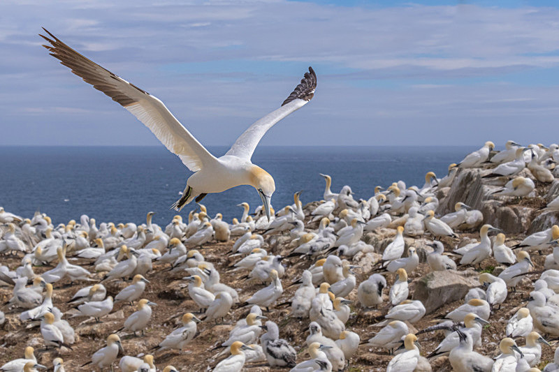 In the world of Gannets - Best Pictures 2020