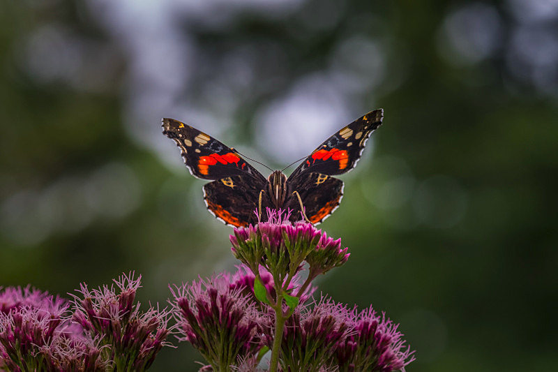 Butterfly at Mount Usher Gardens - Nature