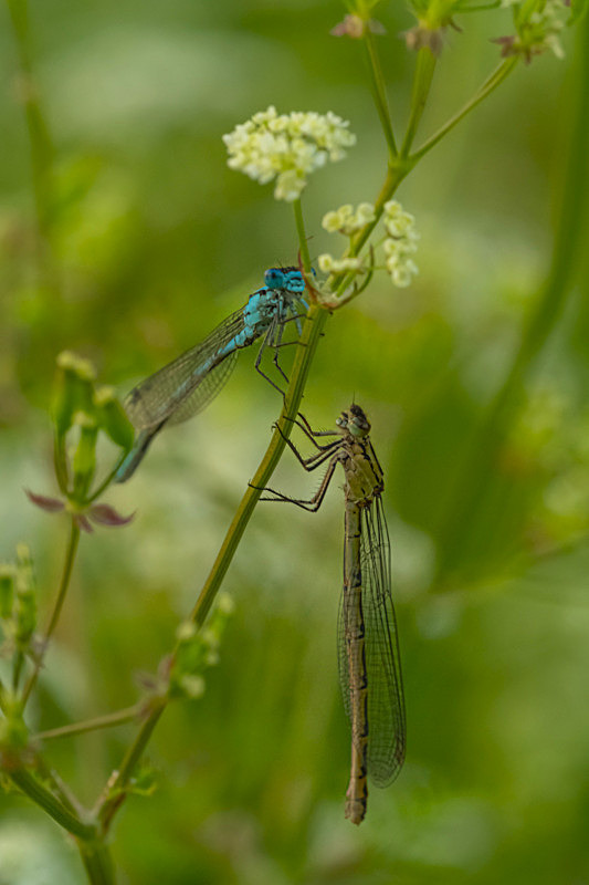 In the world of Damselflies - Best Pictures 2020