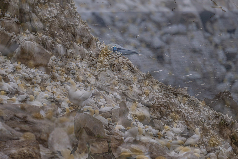 Into the world of Gannets, Saltee Island, Ireland. - Awarded & Published Pictures 2022