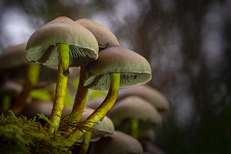 Fungi in the Forest, Ireland. - Awarded & Published Pictures 2021